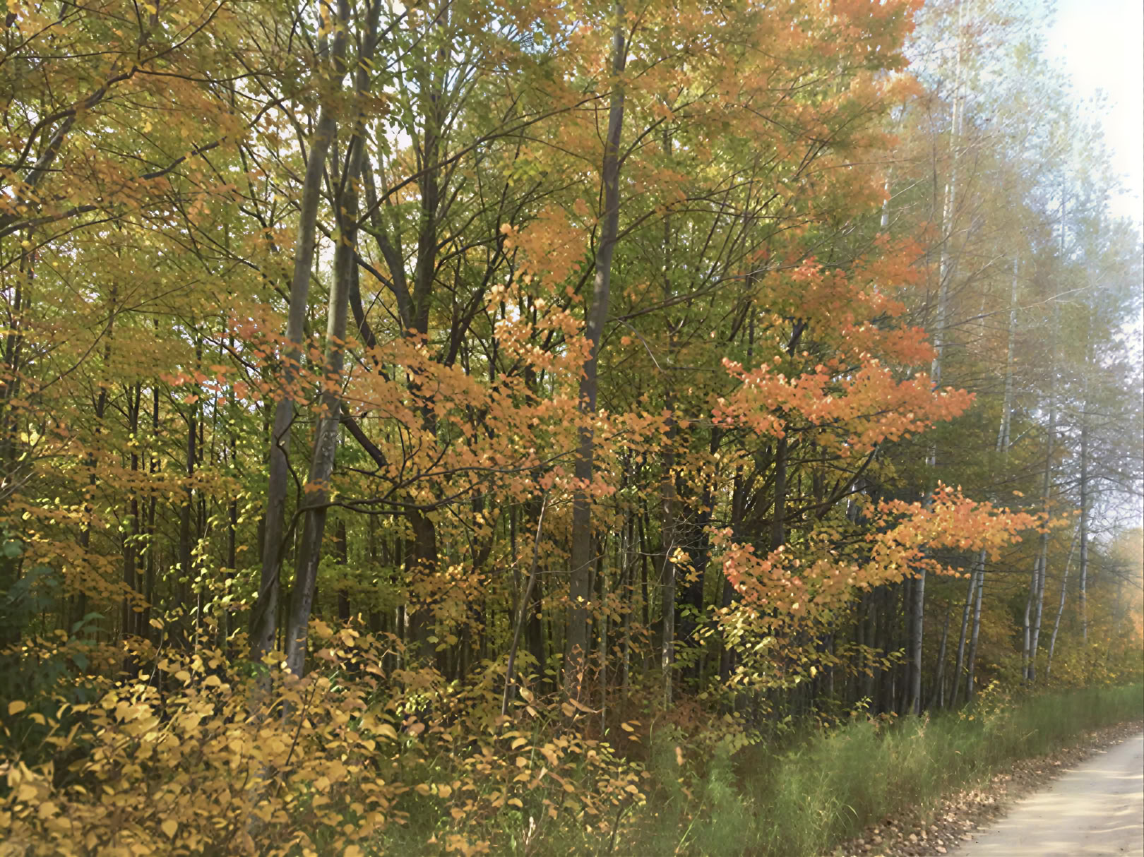 Plant Medicine Retreat