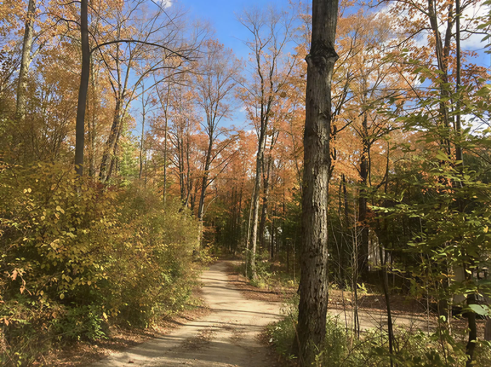 Plant Medicine Retreat