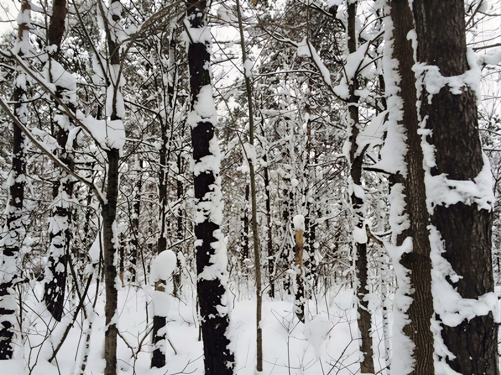 Plant Medicine Retreat