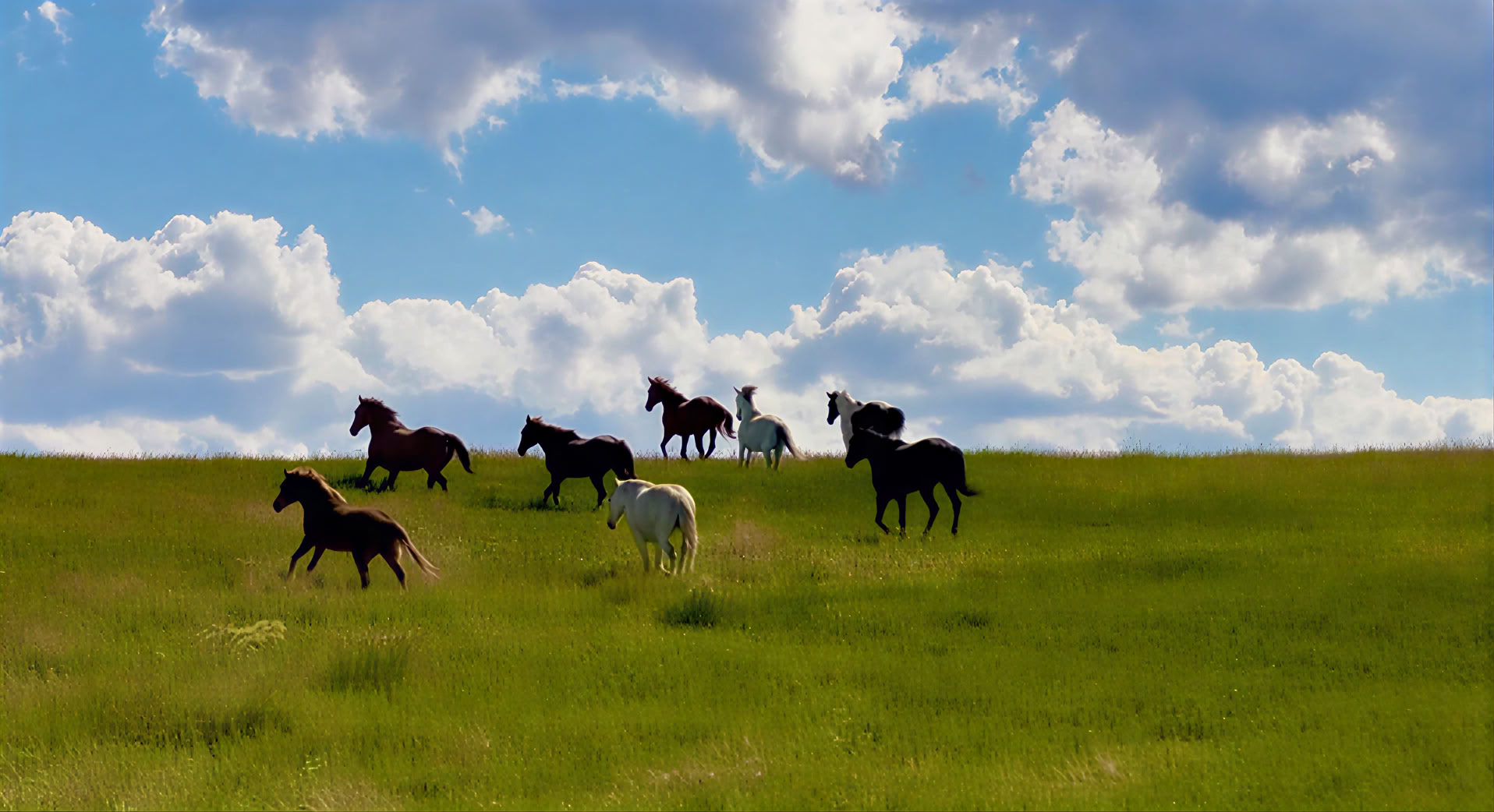 Hearts & Horses for Women