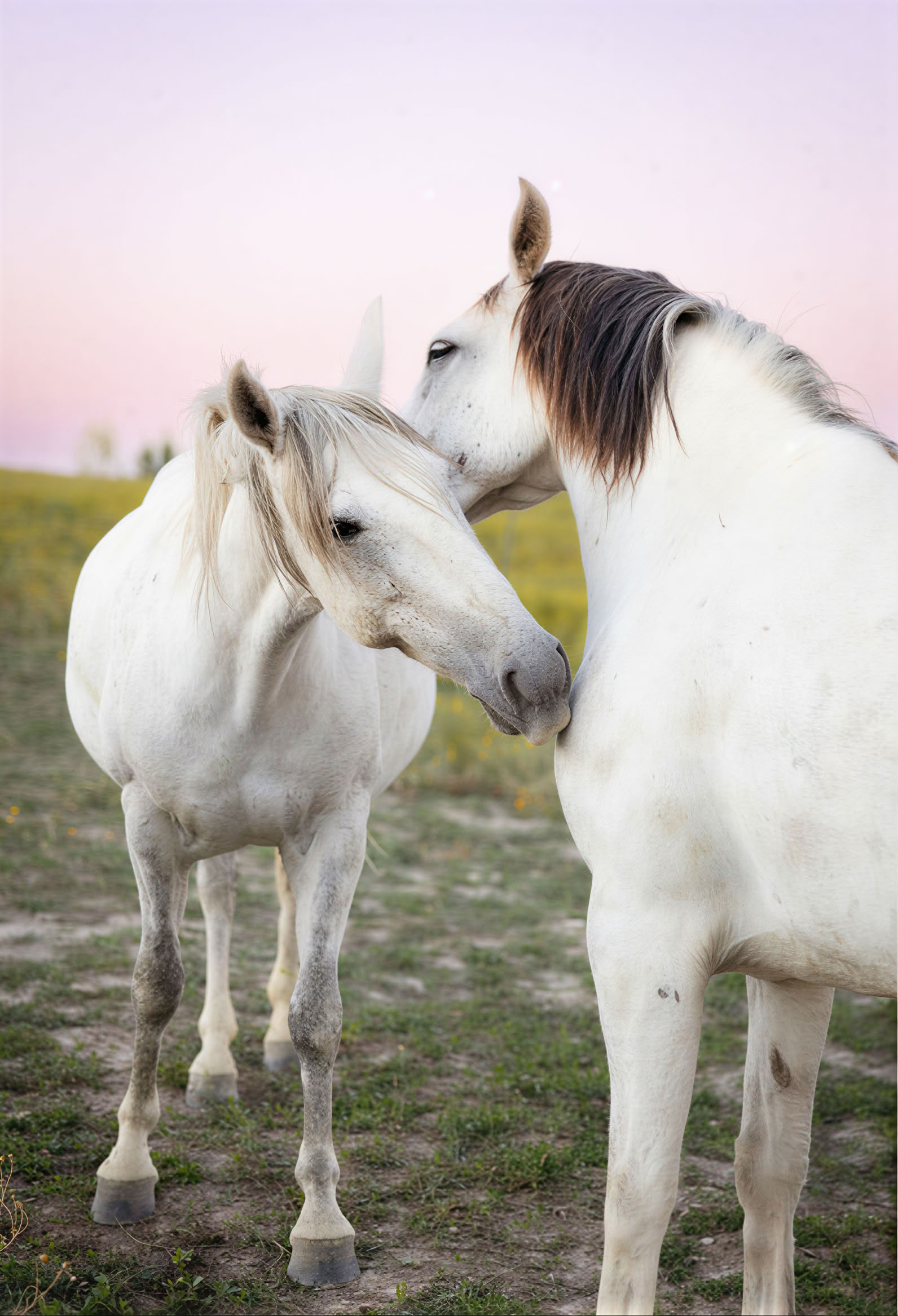 Hearts & Horses Retreat