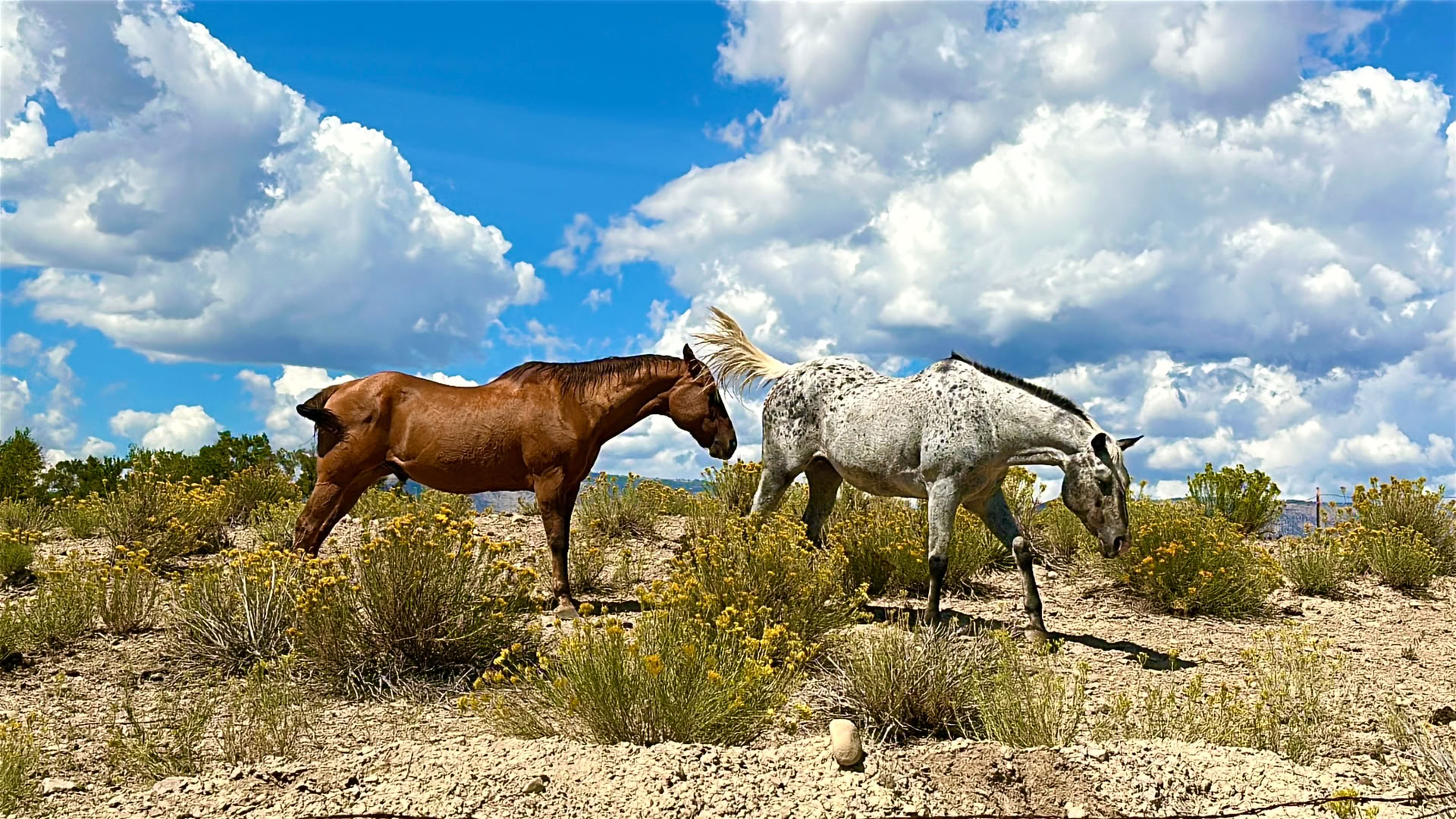 Hearts & Horses Retreat
