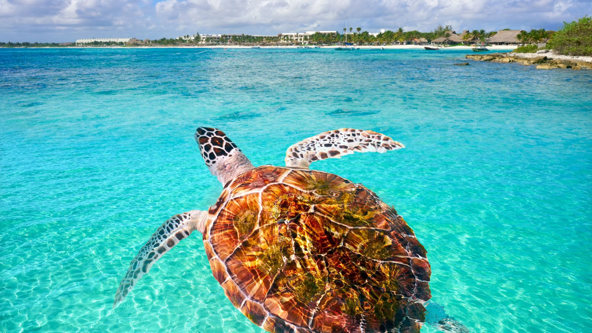 Akumal Wellness Retreat: Ocean-Facing Suite