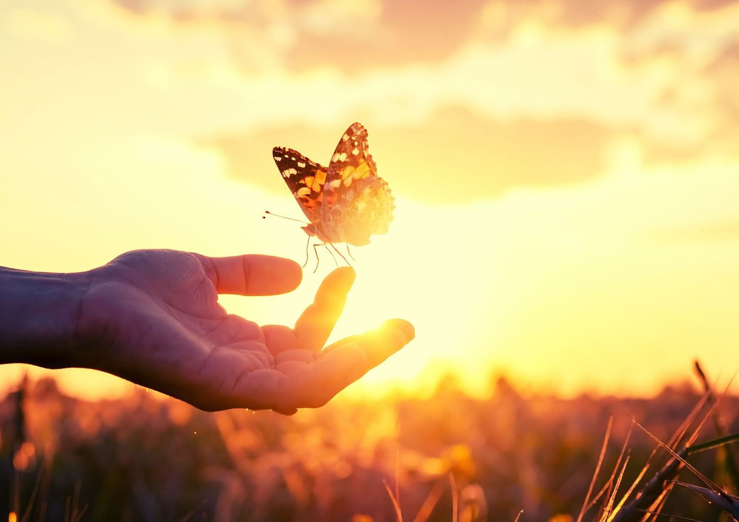 TRE (Trauma/Tension Release Exercises) workshop - Reset Your Nervous System — The Held Space - nervous system regulation retreats and workshops for PTSD, CPTSD (complexed PTSD) anxiety, burnout, grief, trauma, chronic pain,