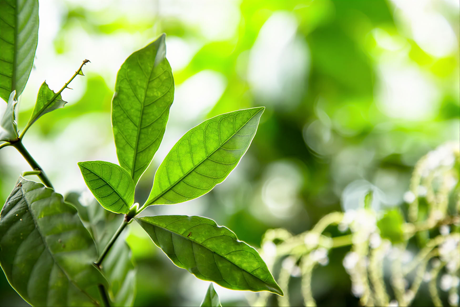 1 day ayahuasca retreat