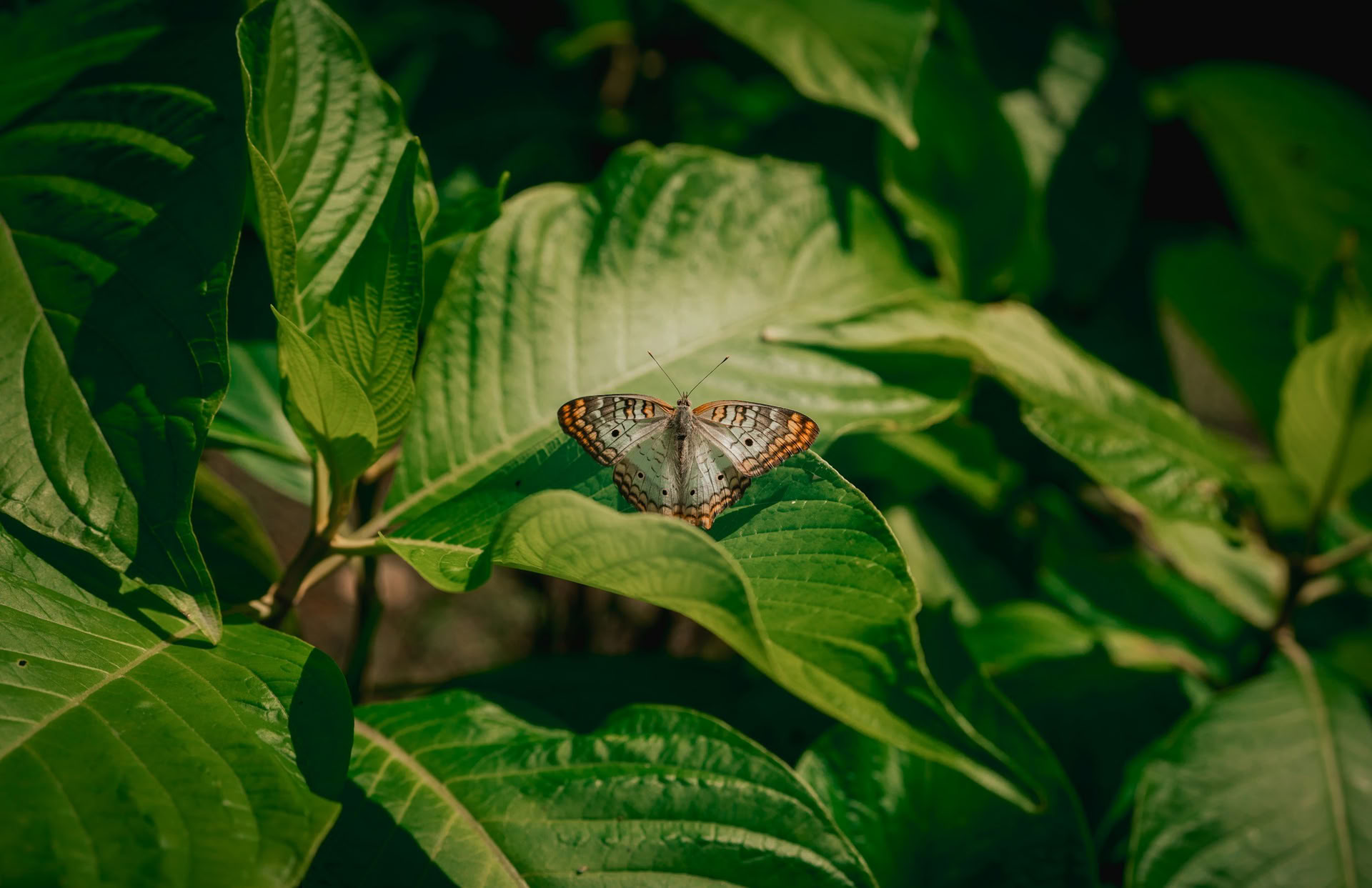 Nature Immersion Yoga Retreat