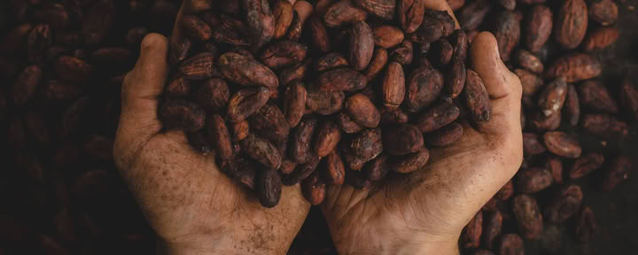 Cacao Emersion Retreat