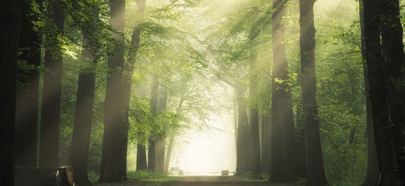 Sound Healing Immersion: Harmonize Mind, Body, and Spirit