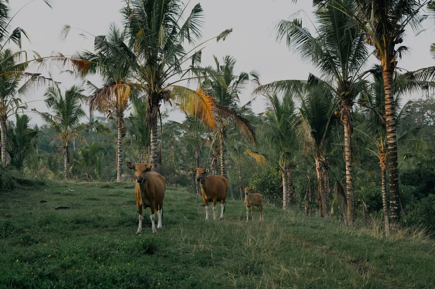 5 Day Jungle Yoga, Sound Healing & Creative Retreat in Bali