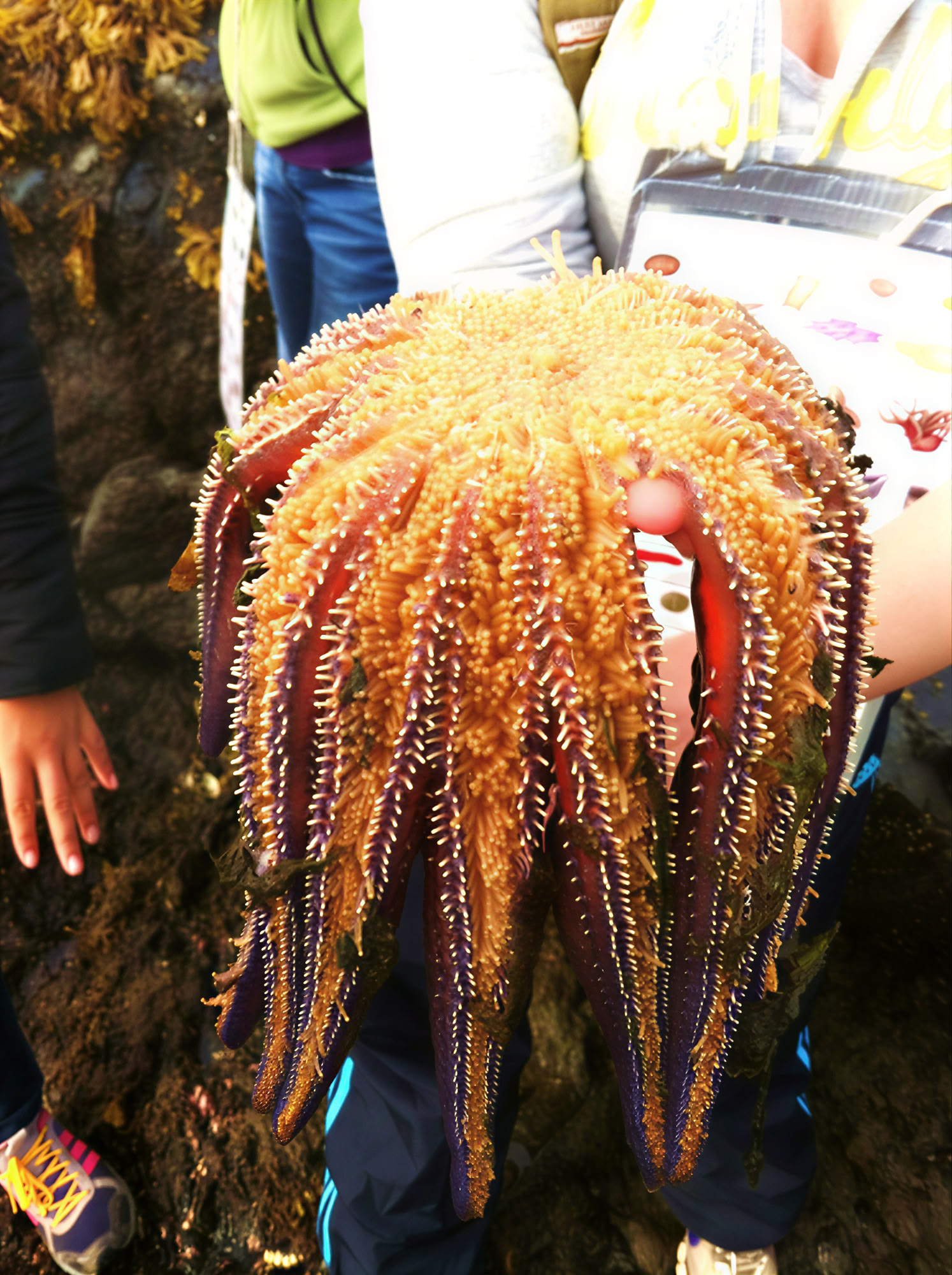 Tidepooling