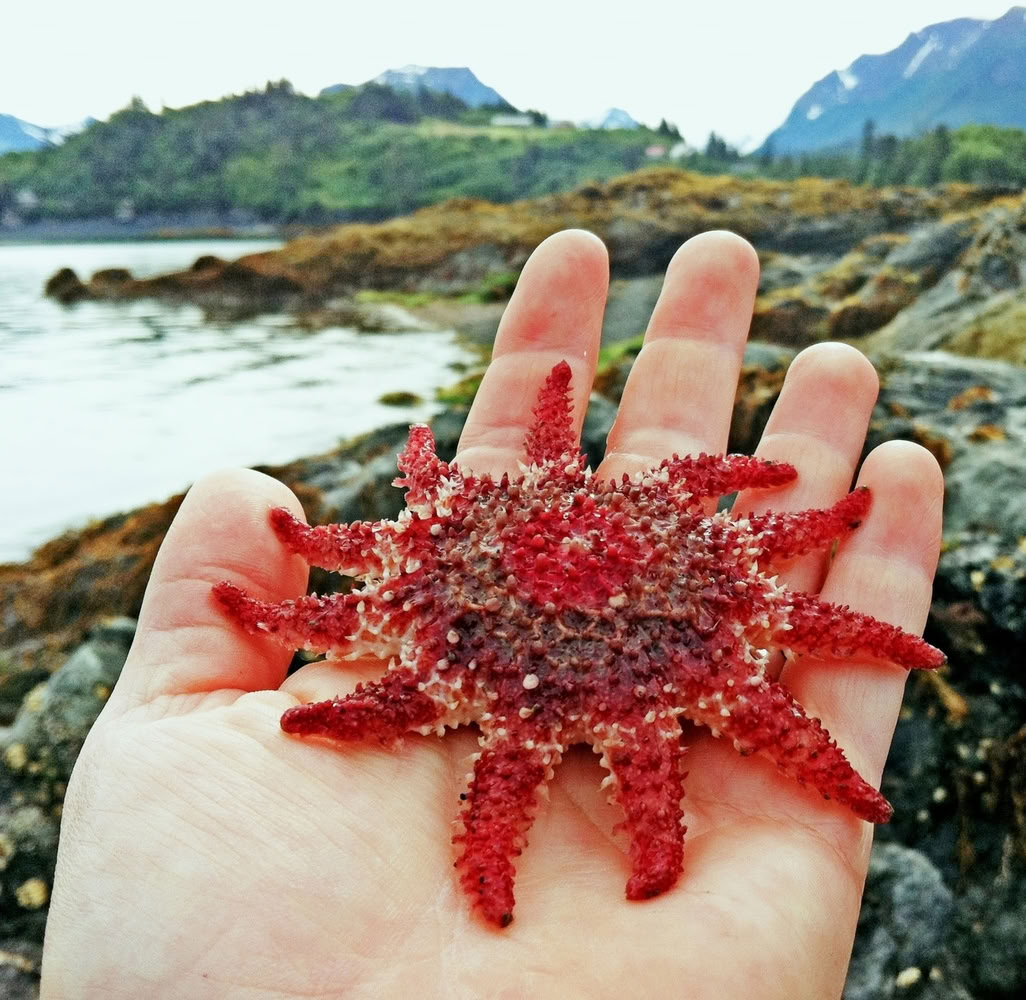 Tidepooling