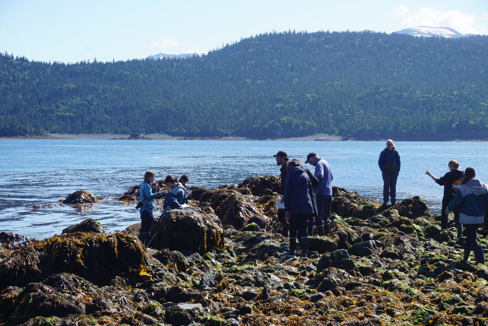 Tidepooling