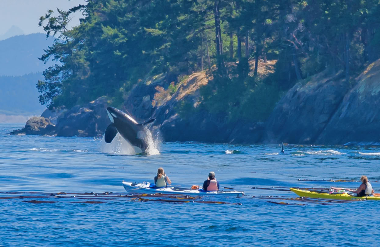 Whale Watching in Alaska