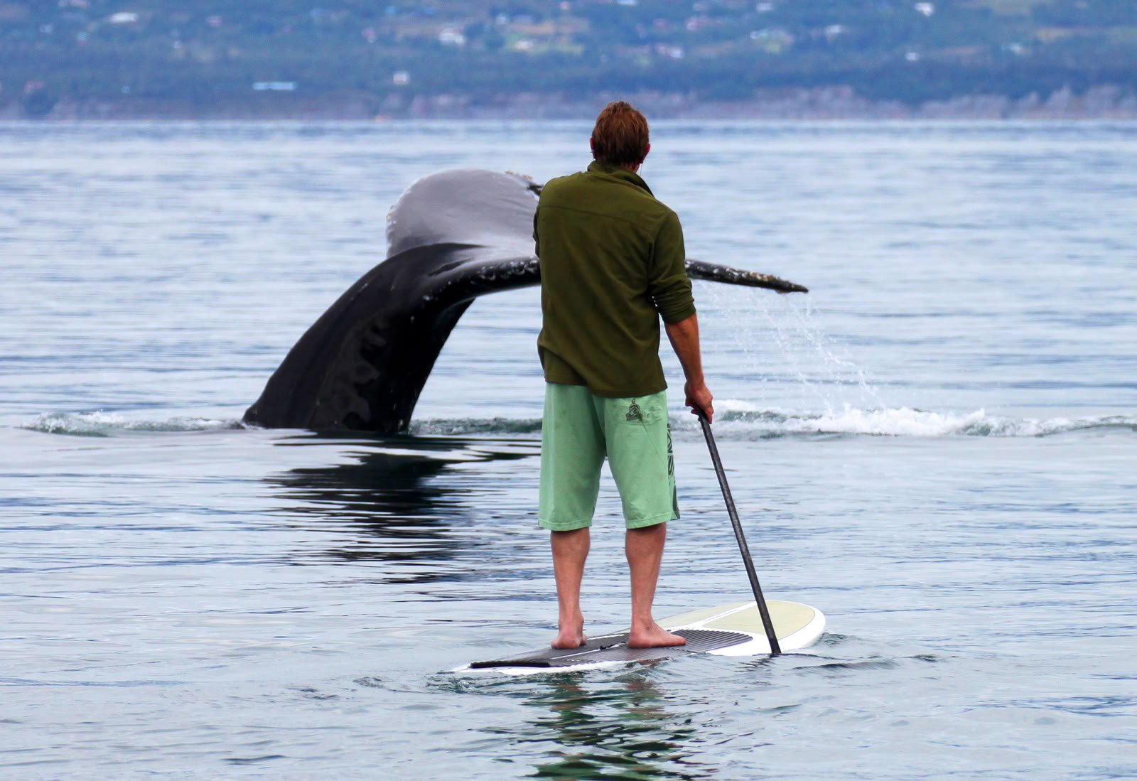 Whale Watching in Alaska