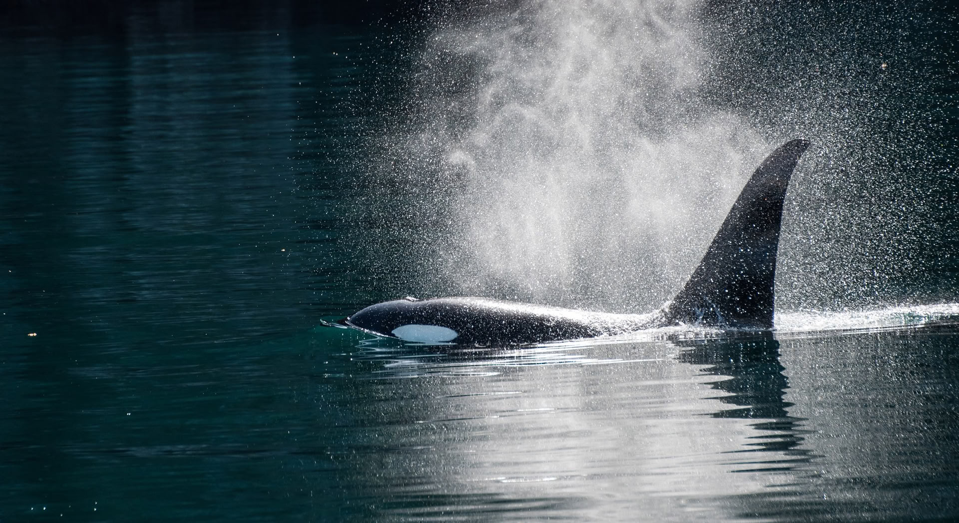 Whale Watching in Alaska