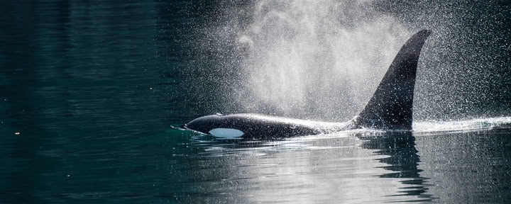 Whale Watching in Alaska
