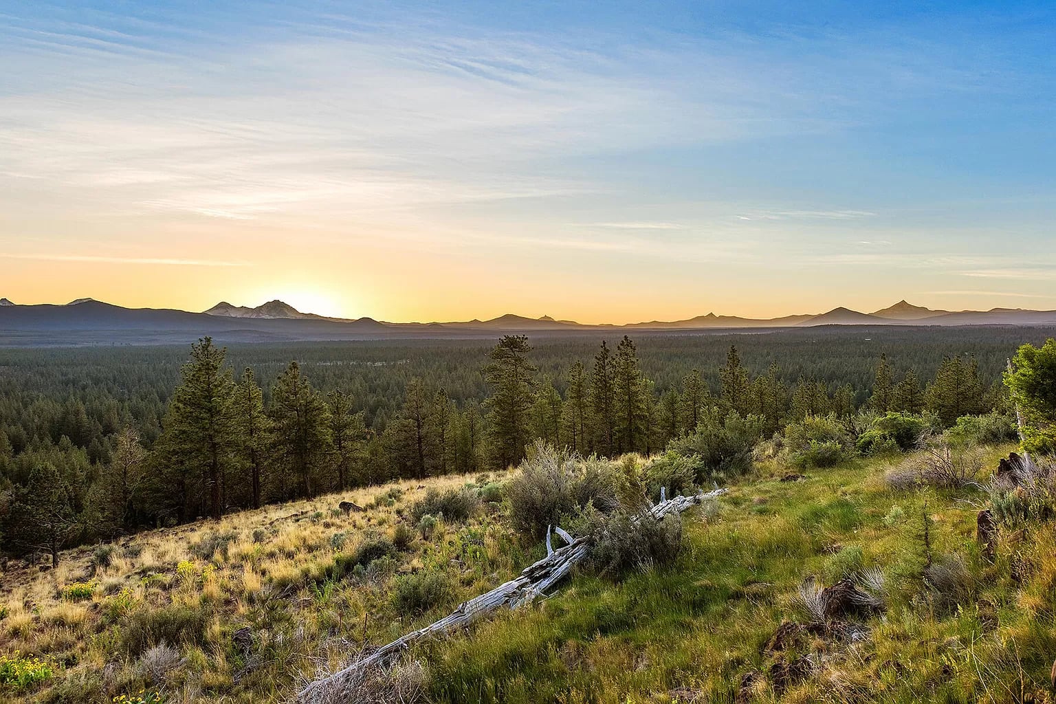 Odyssey