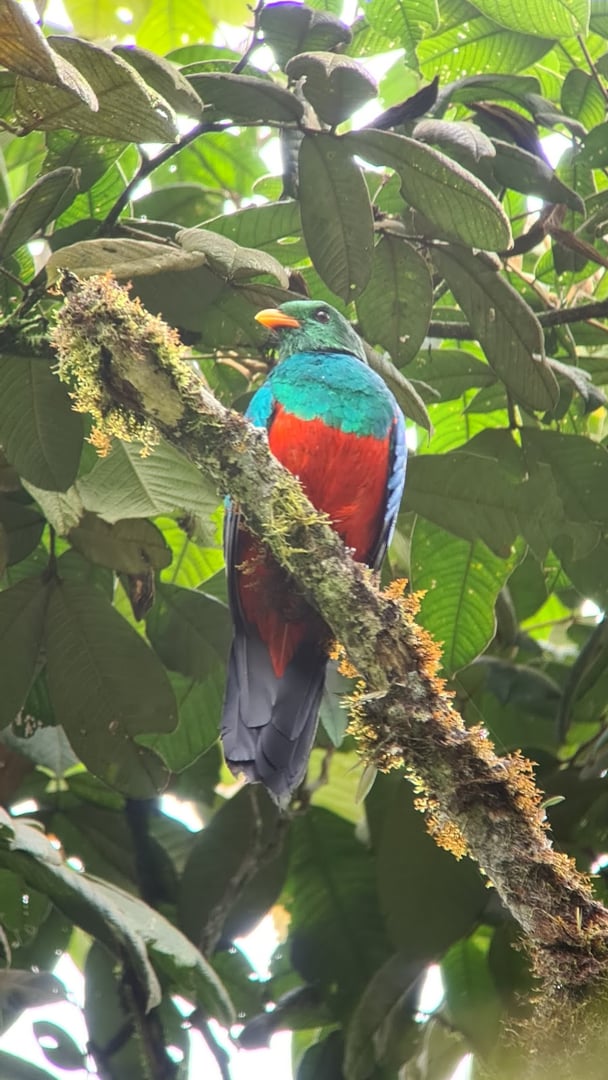 Hayulima: Spiritual and Plant medicine retreats