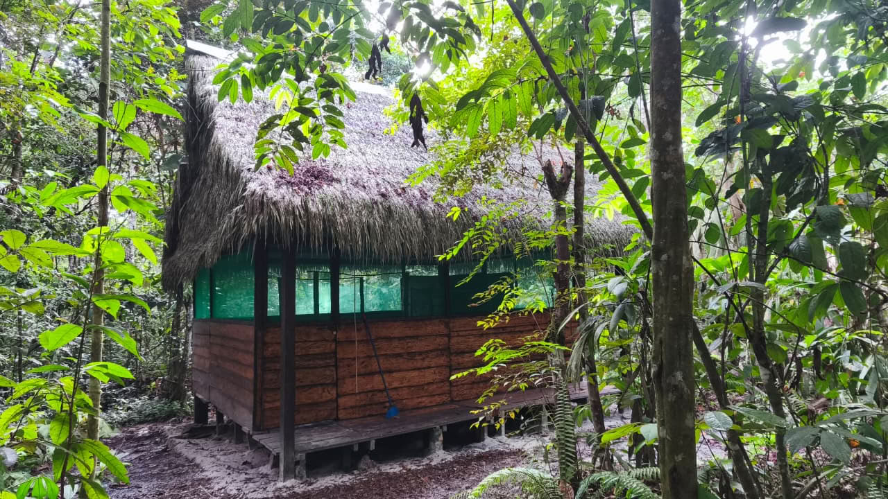 Naturalia retreat center | Ayahuasca Retreat in Peru