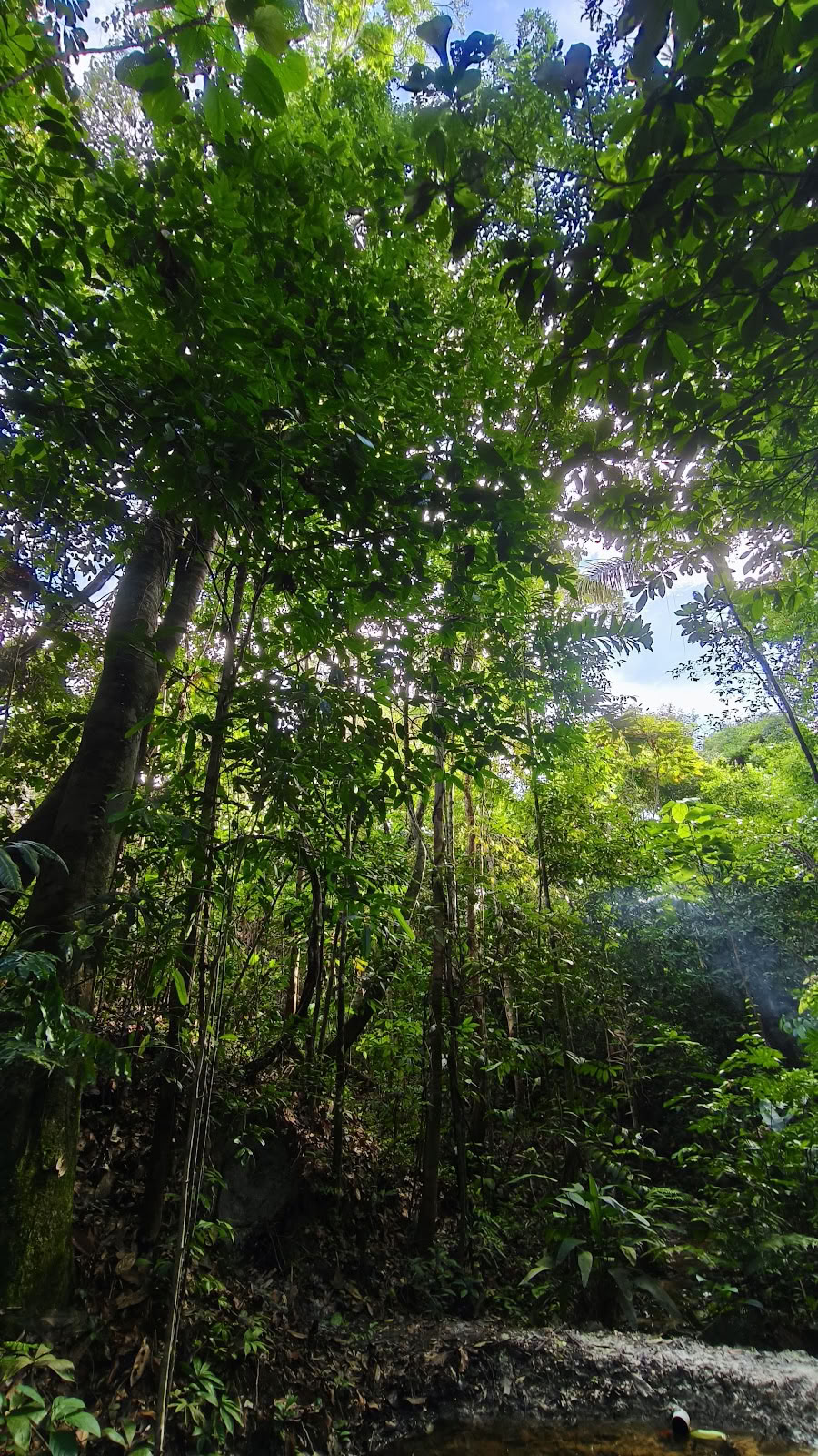 Naturalia retreat center | Ayahuasca Retreat in Peru