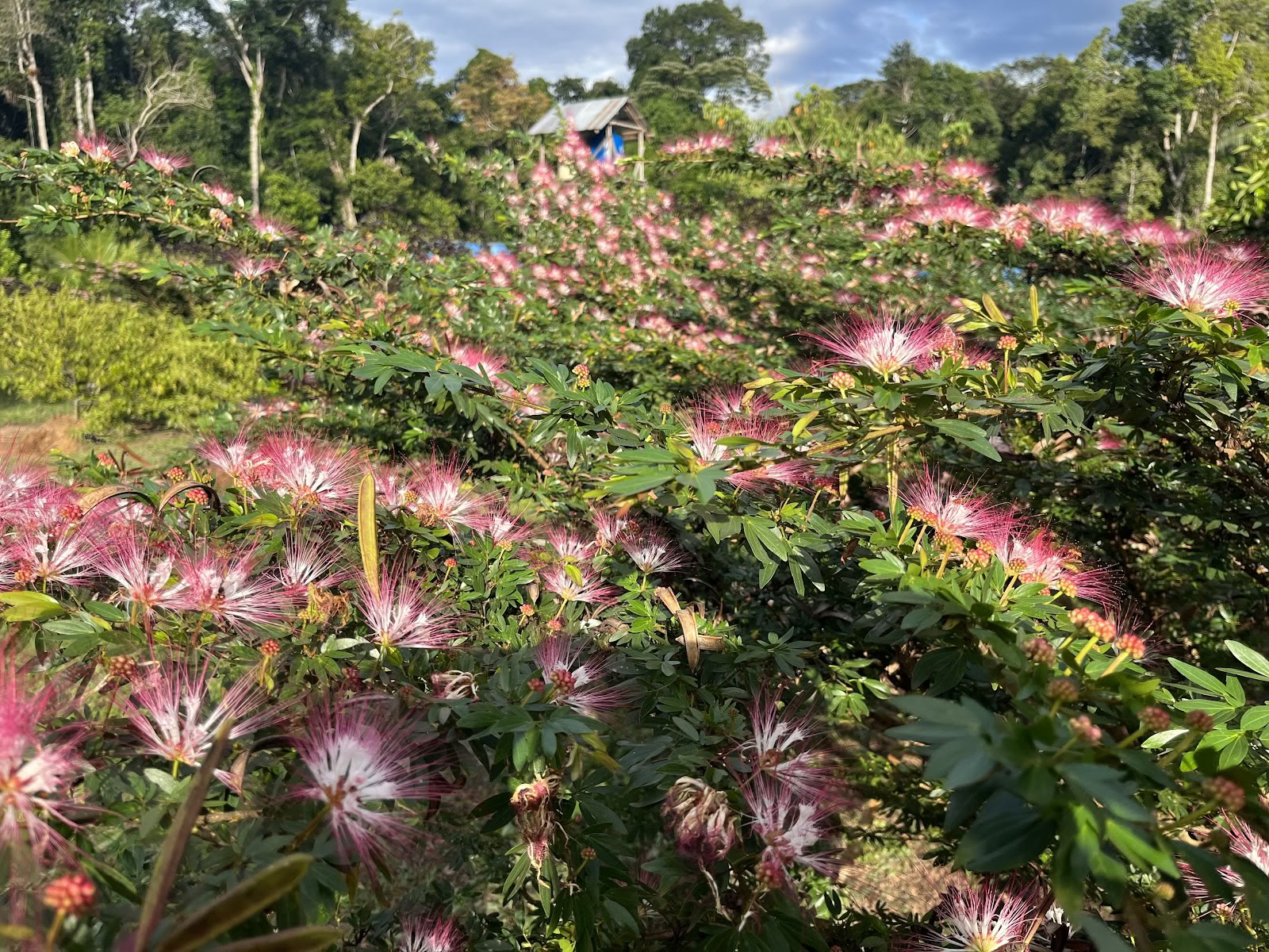 AYA Healing Retreats