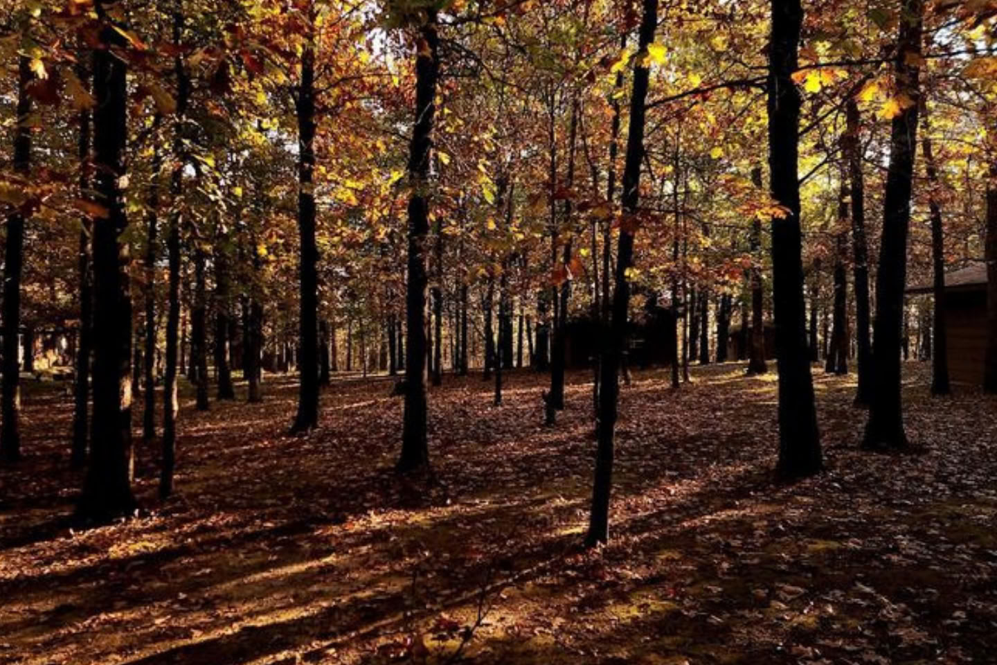 Osage Forest of Peace