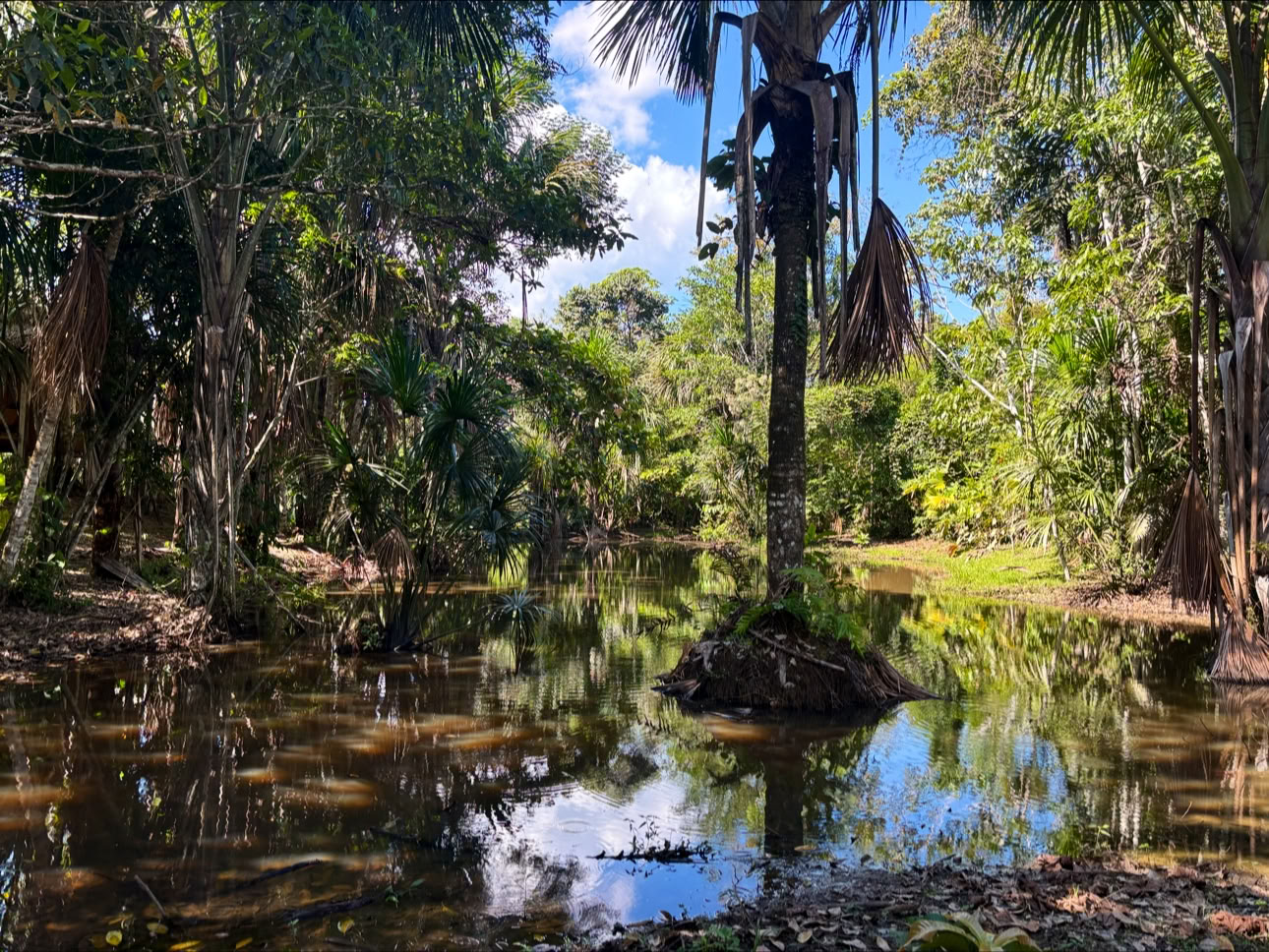 Planta Maestra Ayahuasca Healing Center, Iquitos Peru