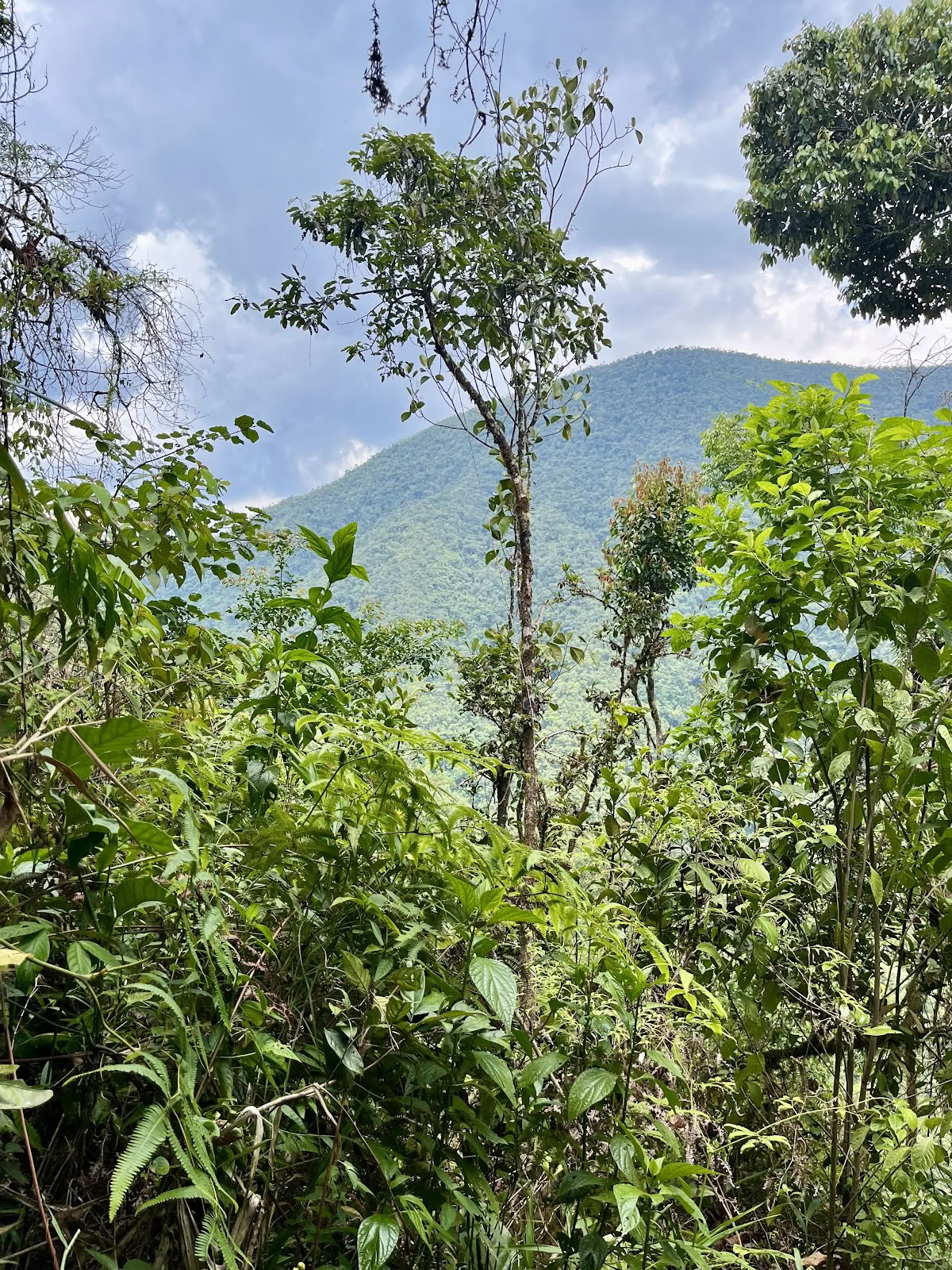 CORAZON DE PACHAMAMA