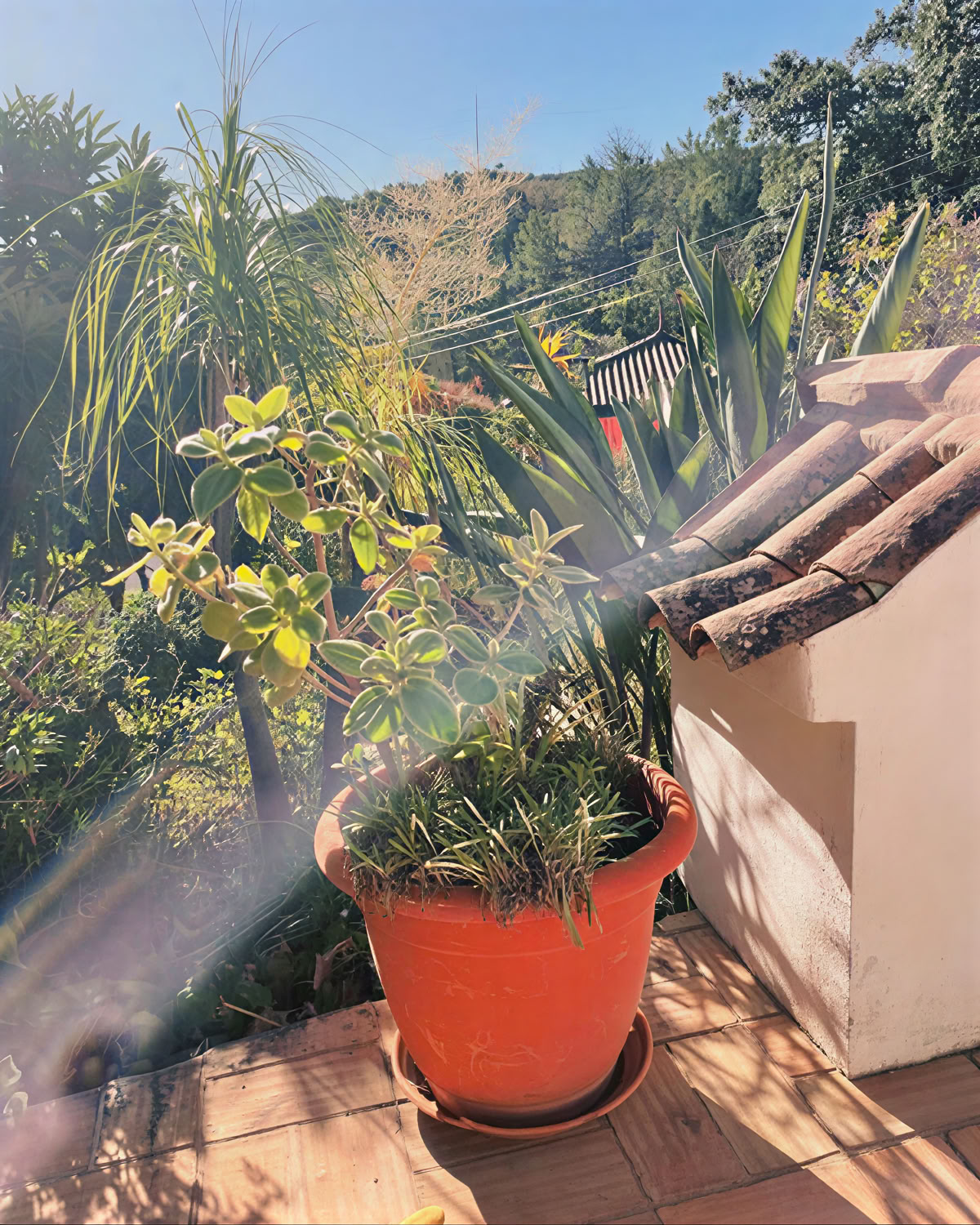 Moinhos Velhos Juice Detox & Yoga Retreat