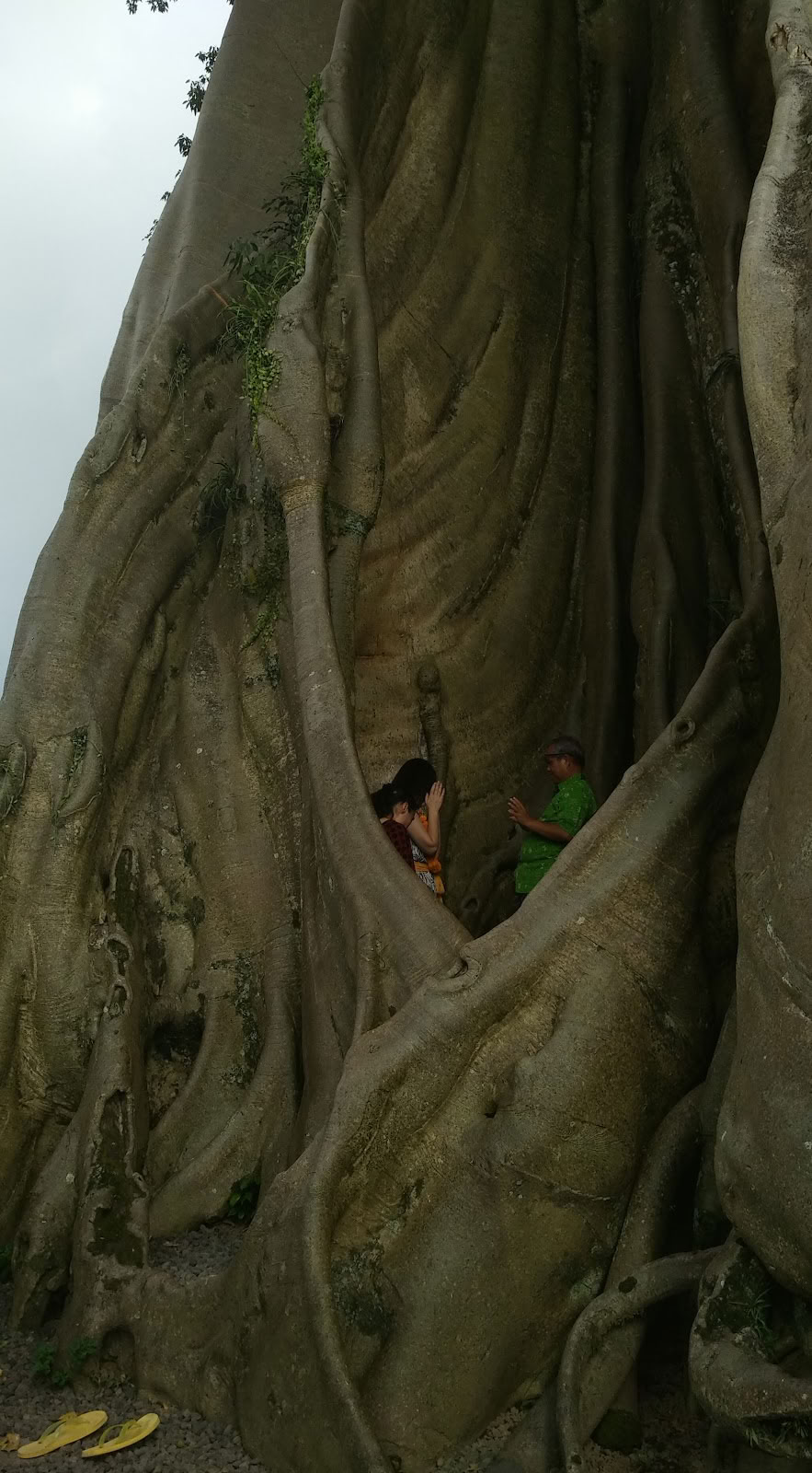 Bali Wellness & Culture by Taman Usada Bali