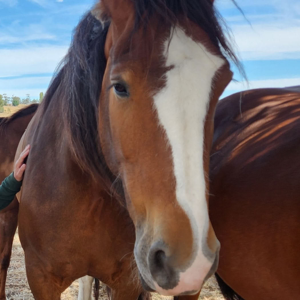 Heart of the Horse- Working with Horses helping people to heal