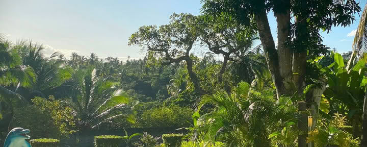 Ayahuasca Retreat Brazil