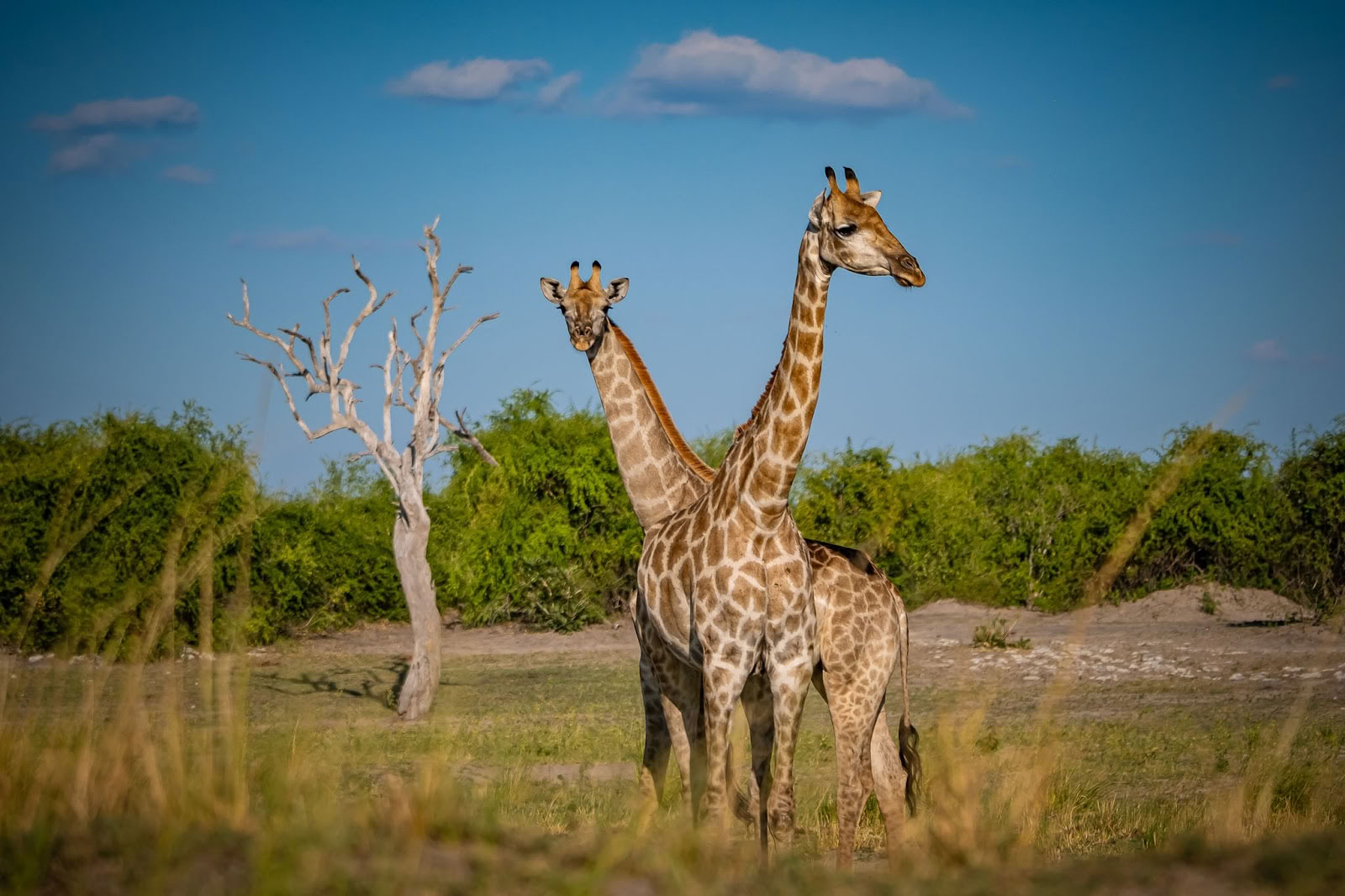 Munga Plains