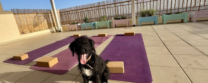 Puppy Yoga Retreat