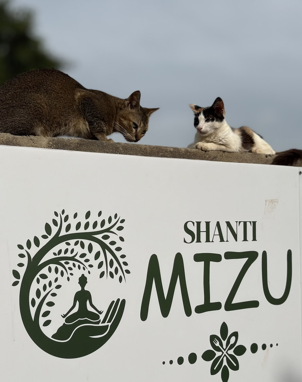 Shanti MIZU | Best Yoga Retreat in Arambol, Goa
