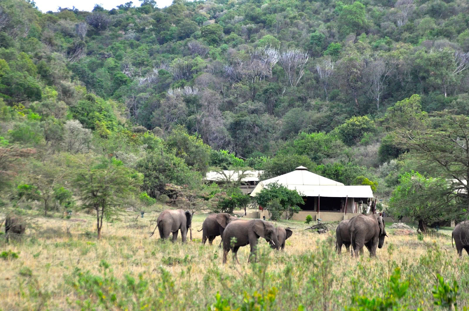 Safari and Yoga