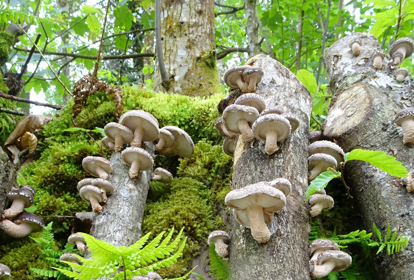 Nature of Fungi