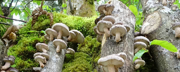 Nature of Fungi