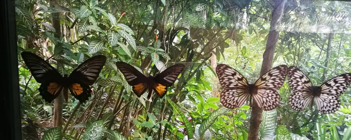 Highland Lihok sa Harmonya Retreat Resort