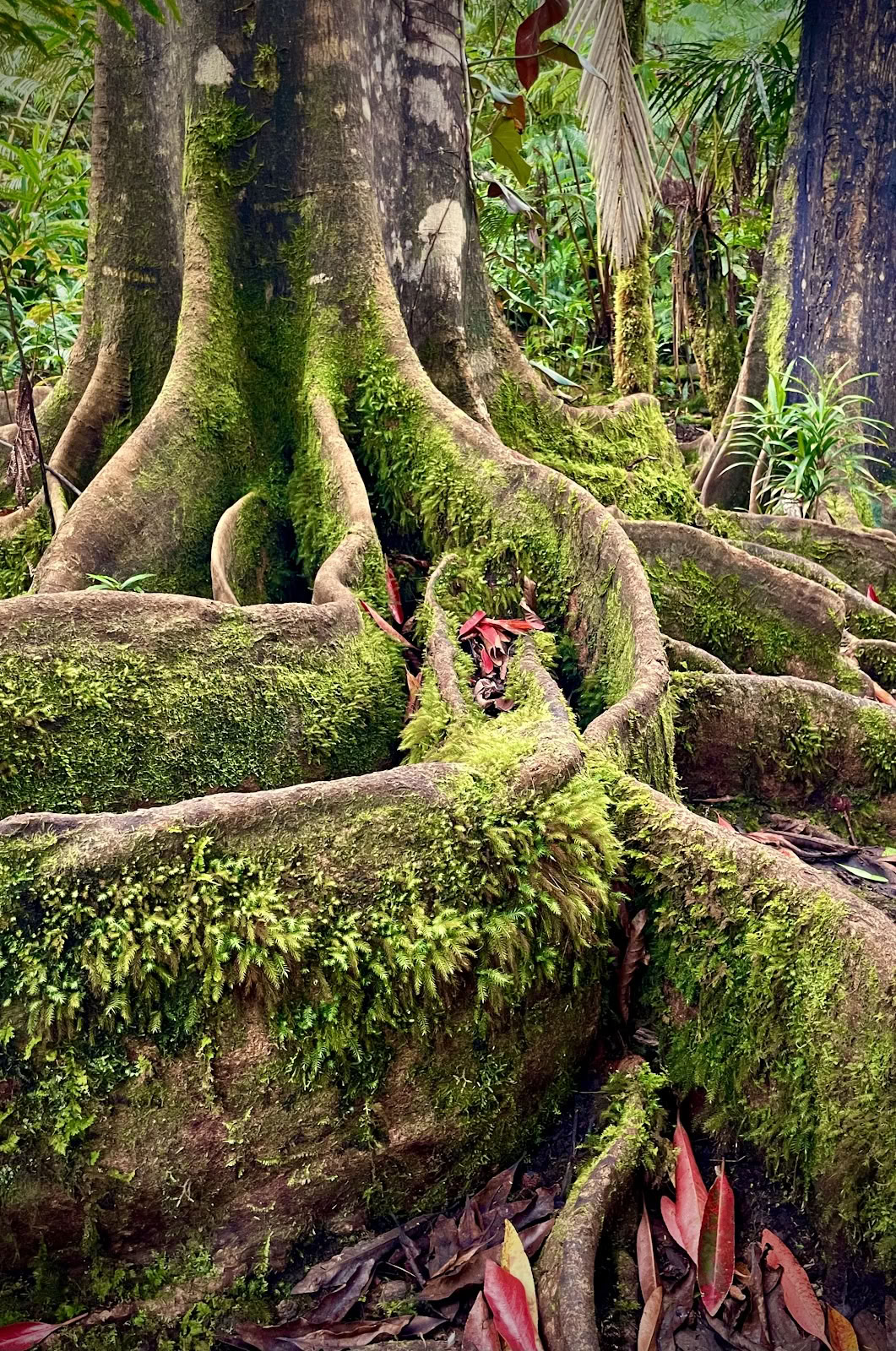 Kona Cloud Forest Sanctuary