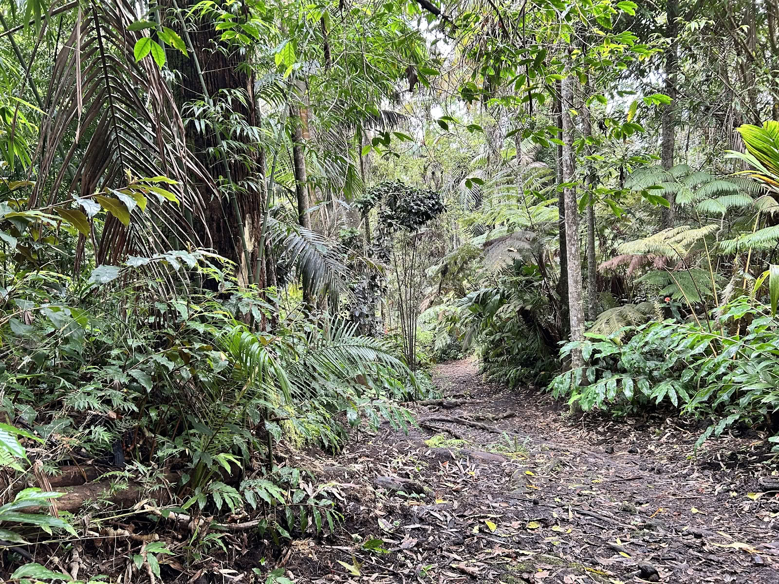 Kona Cloud Forest Sanctuary