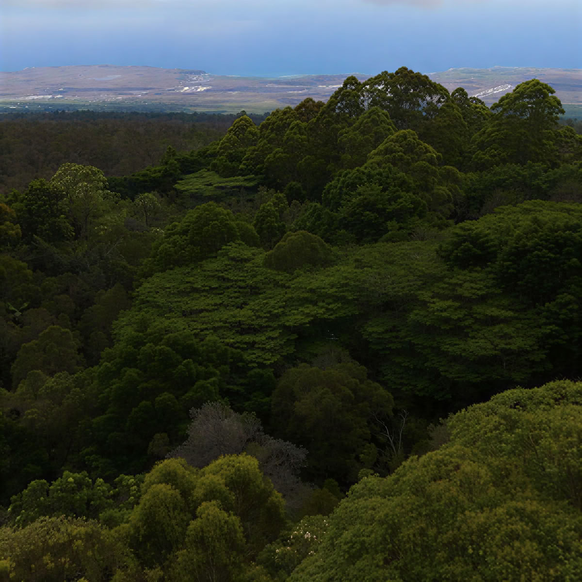 Kona Cloud Forest Sanctuary