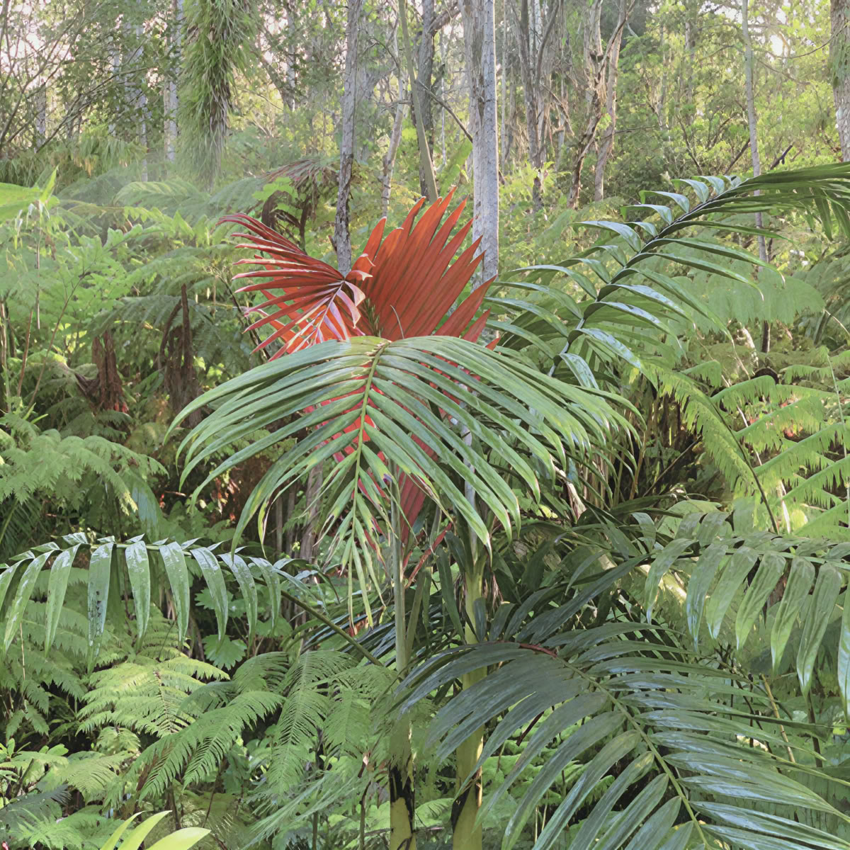 Kona Cloud Forest Sanctuary