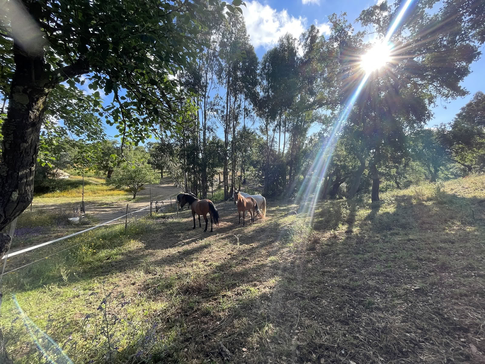 Malama.space I Yoga + Wellness Retreat