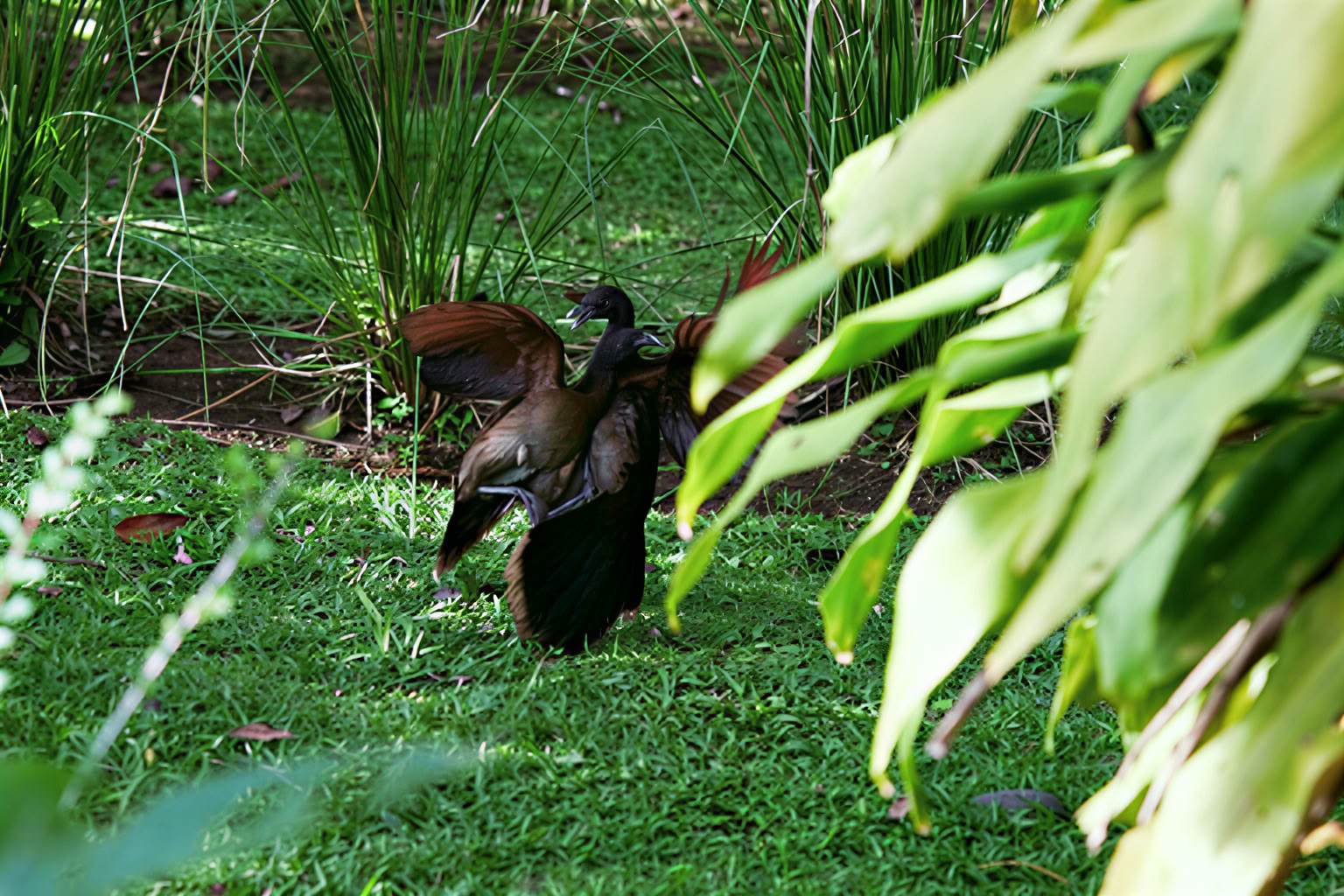 Essence Arenal Hotel, Spa & Bio Farm