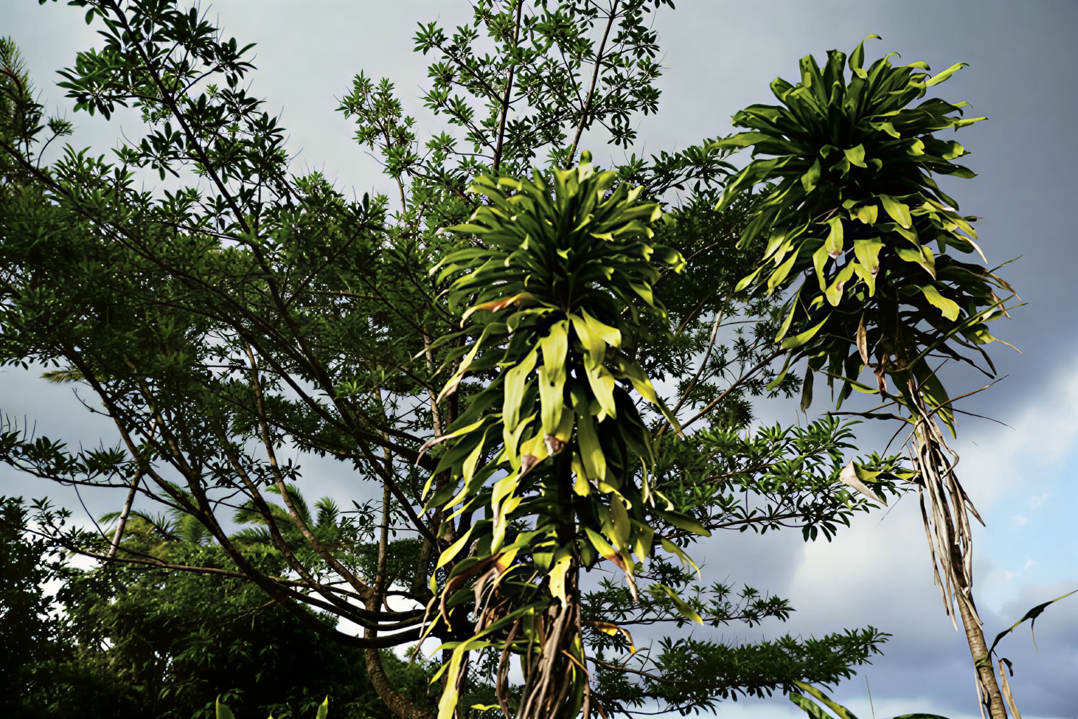Essence Arenal Hotel, Spa & Bio Farm