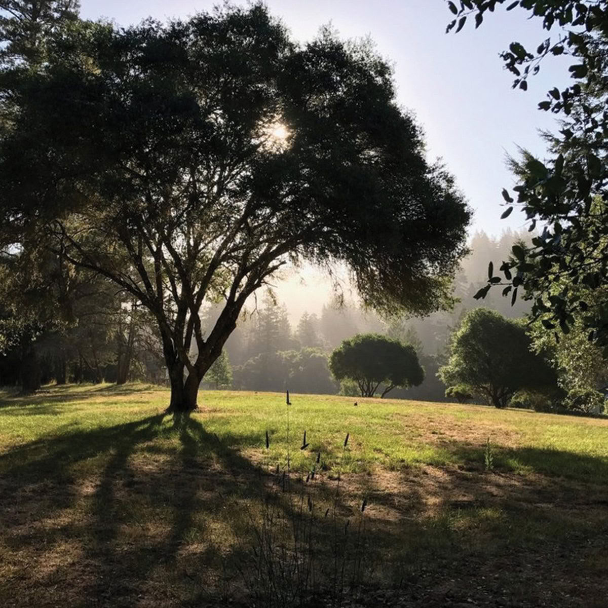 Van Zandt's Redwood View Resort