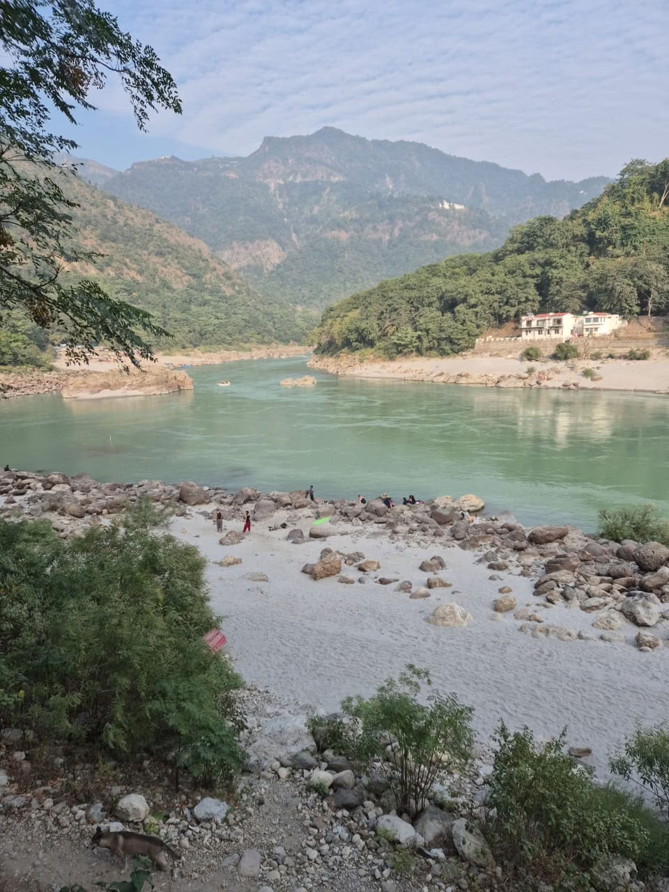Himalayan Tree on the Ganges, Rishikesh