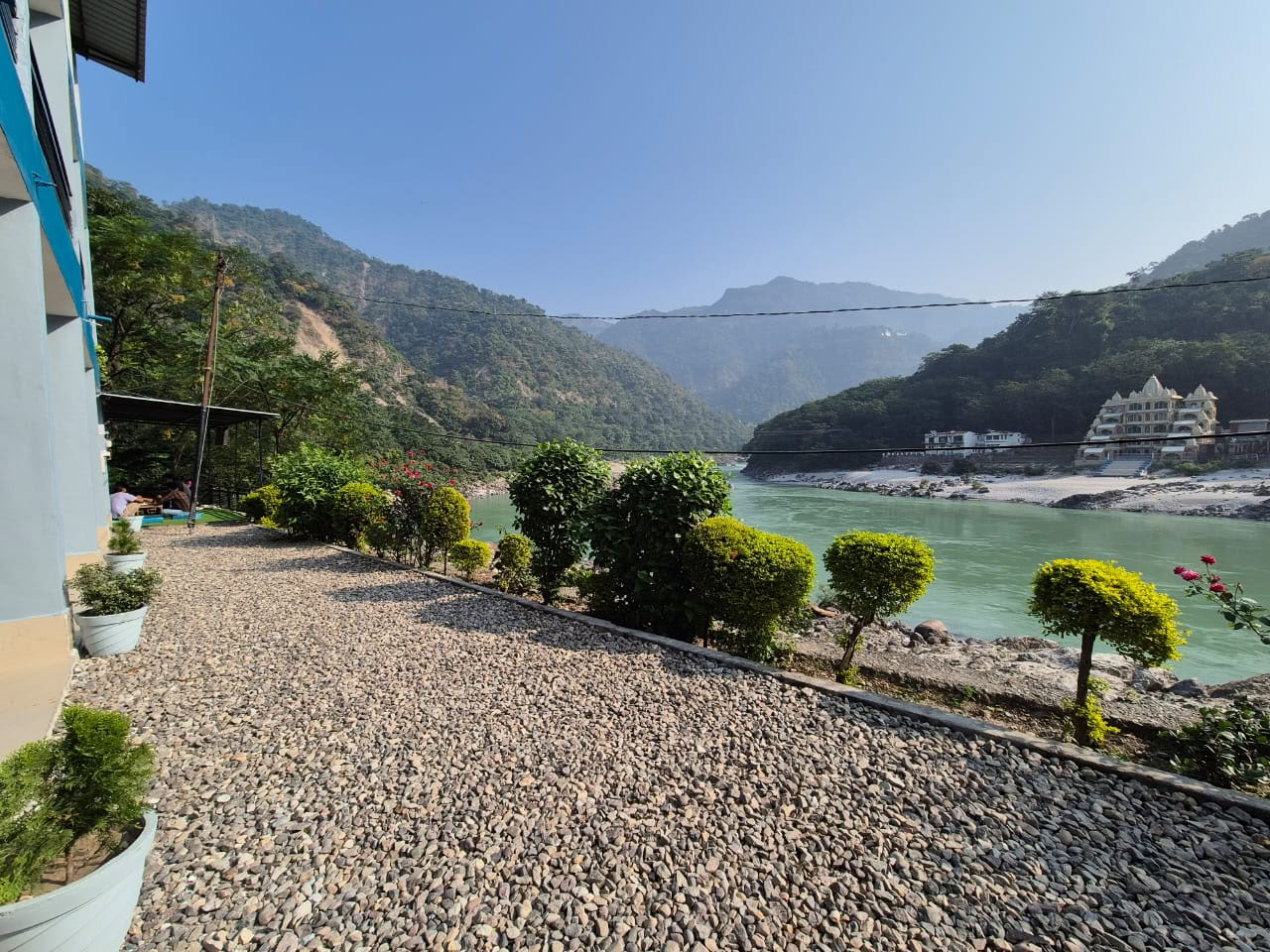Himalayan Tree on the Ganges, Rishikesh