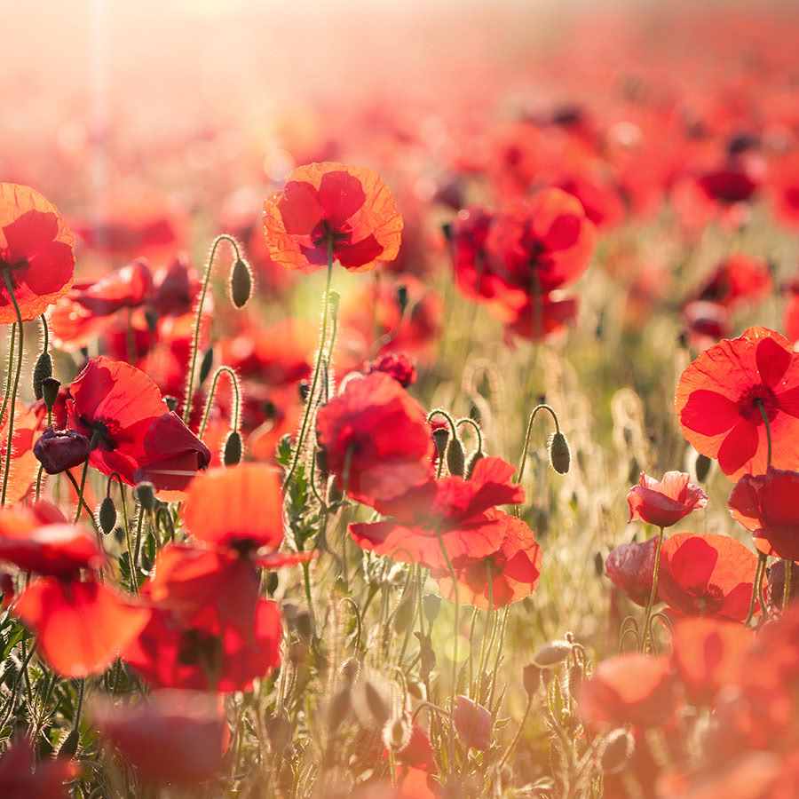 Private Room with Private Bathroom